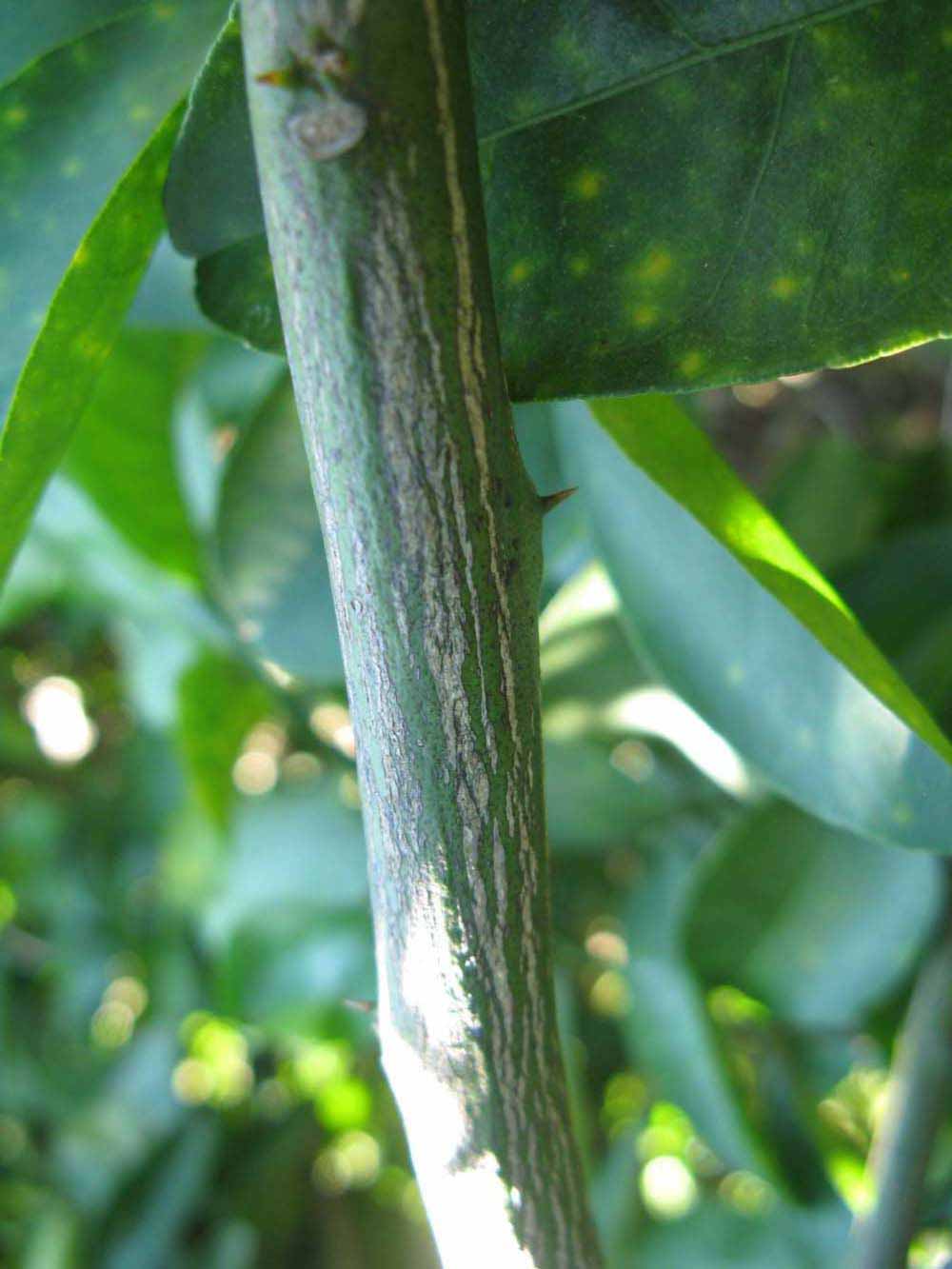              Second - third year twig (Winter Haven, FL)       